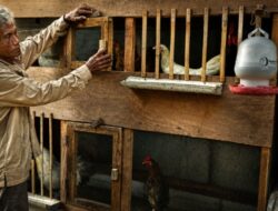 Pemadaman Listrik Dikeluhkan Peternak Ayam di Brebes, Khawatir Mesin Tetas Telur Terganggu