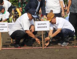 Menteri LH Tanam Mangrove di Brebes, Perkuat Kolaborasi Pulihkan Pesisir dan Cegah Abrasi