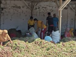 Daya Beli Lemah dan Panen Raya Picu Harga Bawang Merah Brebes Anjlok