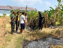 Bakar Rumput di Sawah, Motor Petani di Tanjung Brebes Ikut Terbakar