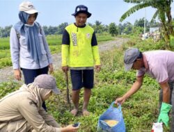 Serangan Tikus Ganggu 223 Hektare Sawah di Brebes, Ada yang Gagal Panen