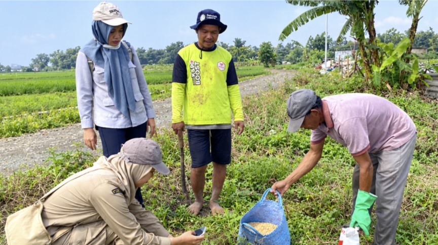 Petani bersama petugas melakukan pengendalian hama tikus di lahan persawahan Kabupaten Brebes