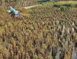 El Niño Makin Kuat, Musim Tanam Mundur dan Stok Pangan Terancam: Dosen UGM Dorong Diversifikasi