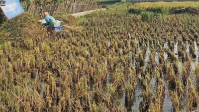 Penguatan El Niño berpotensi membuat awal musim hujan mundur. Dosen UGM mengingatkan jadwal tanam dan panen ikut bergeser hingga menekan stok pangan.