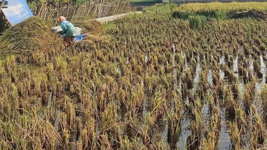 Penguatan El Niño berpotensi membuat awal musim hujan mundur. Dosen UGM mengingatkan jadwal tanam dan panen ikut bergeser hingga menekan stok pangan.