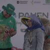 Petani Brebes Panen 10 Ton Bawang Merah per Hektare dengan Nitroku