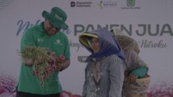 Petani Brebes Panen 10 Ton Bawang Merah per Hektare dengan Nitroku