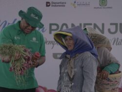 Petani Brebes Panen 10 Ton Bawang Merah per Hektare dengan Nitroku