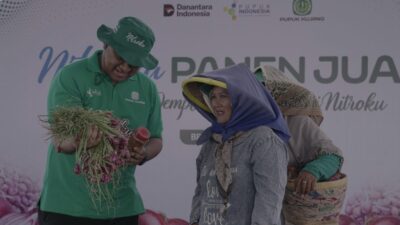 Petani bawang merah di Brebes memanen bawang di tengah keterbatasan air saat musim kemarau