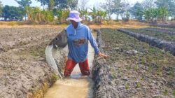 Irigasi Kering Kerontang, Petani Bawang Brebes Terpaksa Bor Sumur demi Selamatkan Tanaman