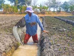 Irigasi Kering Kerontang, Petani Bawang Brebes Terpaksa Bor Sumur demi Selamatkan Tanaman