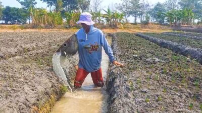 Irigasi Kering Kerontang, Petani Bawang Brebes Terpaksa Bor Sumur demi Selamatkan Tanaman